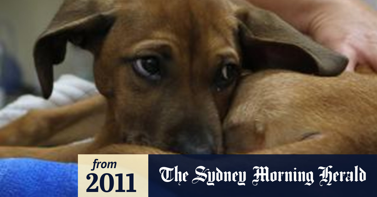 Puppy thrown from window